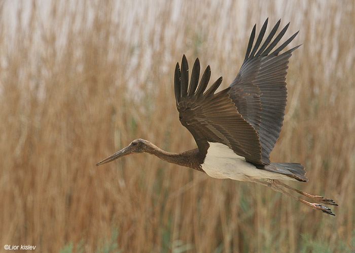     Black Stork Ciconia nigra                             ,, 2009.: 